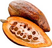 kakaobab